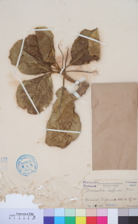 Specimen thumbnail